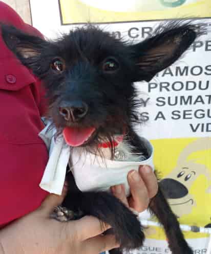 'Maya' es tamaño talla chico y se entrega esterilizada y bañada (CORTESÍA)
