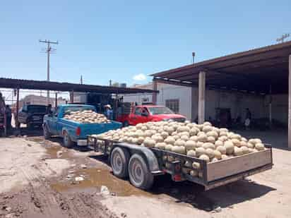 Los meloneros esperan que el costo mejore otro poco. (EL SIGLO DE TORREÓN)