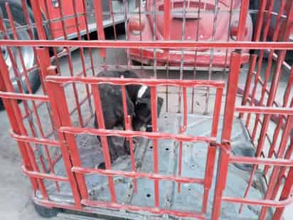 Es incalculable el número de caninos en situación de calle. (EL SIGLO DE TORREÓN)