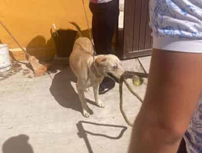 Llaman en Gómez Palacio a mantener el cuidado de las mascotas y a ser dueños responsables.