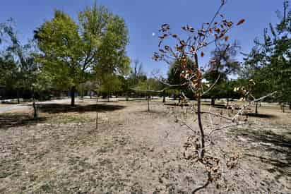 Áreas secas. Algunas zonas del Bosque Venustiano Carranza no lucen “tan verdes”, ya sea por la falta de uniformidad en el riego o bien por el paso constante de los peatones. (ÉRICK SOTOMAYOR)