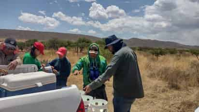 Investigadores de la UJED trabajan en el control y disminución de plaga que afecta cultivos de agave. (EL SIGLO DE TORREÓN)