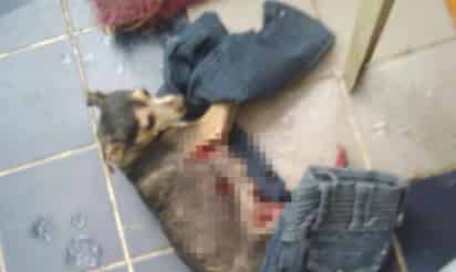 La perrita chihuahua tenía alrededor de un mes de haber dado a luz a cinco crías. (ESPECIAL)
