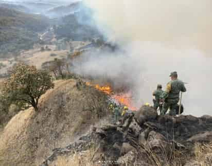 Si en 2 años no se tienen avances en la reforestación natural, se tendrá que dar la intervención humana. (EL SIGLO DE TORREÓN)