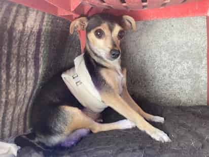 La perrita chihuahua tenía alrededor de un mes de haber dado a luz a cinco crías.