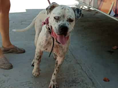 A mediados de junio de este año, el perro Polar fue rescatado por la Dirección de Salud Pública Municipal de Torreón.