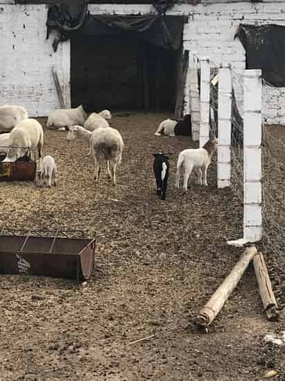 La aportación de Durango a la producción nacional de carne de oveja es mínima, con apenas el 0.7 por ciento del total.