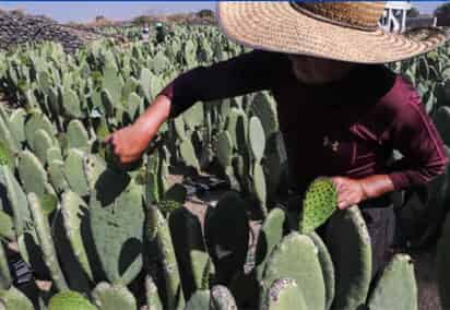 Anuncian programa de apoyo a productores de entidades afectadas por la falta de lluvia. (EL SIGLO DE TORREÓN)