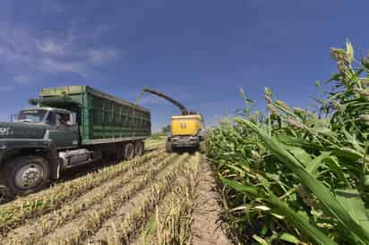 El sector agropecuario enfrenta una grave problemática por los apagones en el servicio de energía eléctrica de la CFE. (EL SIGLO DE TORREÓN)