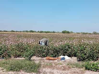 Se retrasa hasta 25 días pisca de algodón en San Pedro