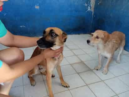 Aseguran que en Torreón no se han sacrificado a perros y que se han realizado ferias de adopciones en la ciudad. (EL SIGLO DE TORREÓN)