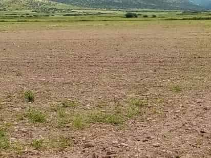 La mata no se alcanza a ver todavía o es demasiada pequeña. (EL SIGLO DE TORREÓN)