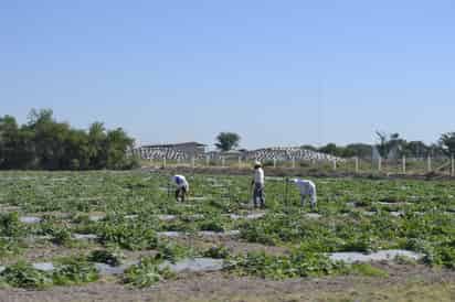 Pide la CEDH a las autoridades de los tres niveles de gobierno, mejorar las condiciones laborales de los jornaleros agrícolas.