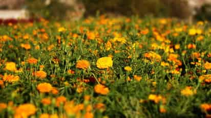 Habrá coordinación con los floricultores para solicitar a la dirección de Seguridad Pública. (EL SIGLO DE TORREÓN)