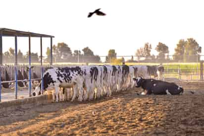 Se estima que en México, cada año, una persona llega a consumir hasta 98 litros de leche de vaca. (EL SIGLO DE TORREÓN)