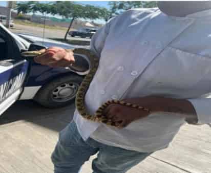 La serpiente fue entregada a la Dirección de Ecología.