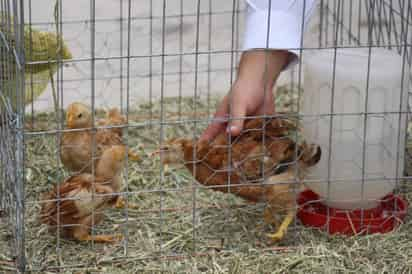 Senasica ha localizado aves con influenza en siete entidades. (EL SIGLO DE TORREÓN)