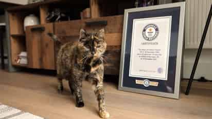 'Flossie', una gata británica quien está a punto de cumplir 27 años, se llevó el récord Guinness por ser el gato más longevo del mundo (ESPECIAL)