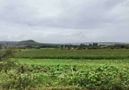 El estado de Durango cuenta con 835 mil 027 hectáreas de superficie de frontera agrícola. (EL SIGLO DE TORREÓN)