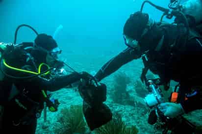 Similares a los arrecifes de coral y los manglares, estos bosques son muy importantes para el mantenimiento de la biodiversidad marina. (EFE)