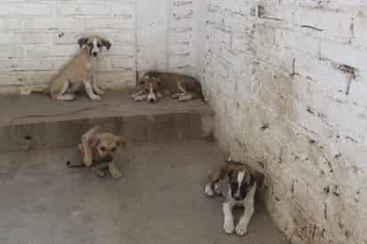 Pidieron ser responsables de sus mascotas y durante la detonación de pirotecnia protegerlos de los fuertes ruidos. (EL SIGLO DE TORREÓN)