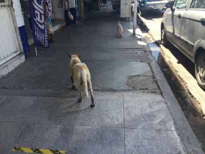 La Dirección de Salud Pública Municipal informó que hay un inusual número de informes sobre estos parásitos en viviendas de la zona urbana. (EL SIGLO DE TORREÓN)