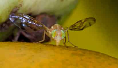 En total 17 estados del país fueron declarados como zona libre de dos especies de moscas de la fruta. (EL SIGLO DE TORREÓN)