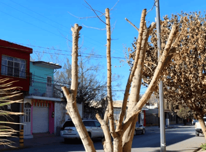 Los ciudadanos podrán solicitar el permiso para realizar la poda durante los meses de enero y febrero. (EL SIGLO DE TORREÓN)