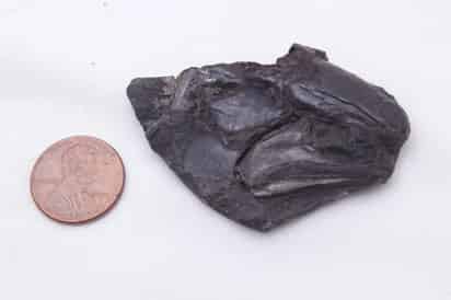 El descubrimiento permite conocer la evolución temprana de un grupo importante de peces vivos en la actualidad. (ESPECIAL)