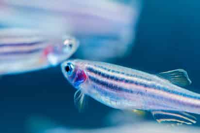 Los científicos lograron cultivar electrodos en el tejido de peces cebra y sanguijuelas medicinales.