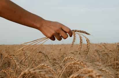 Greenpeace analizó para este informe a las 20 corporaciones más grandes en los sectores del grano, fertilizantes, carne y lácteos. (ARCHIVO)