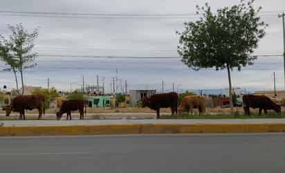 Deambula ganado en paseos públicos urbanos de Monclova