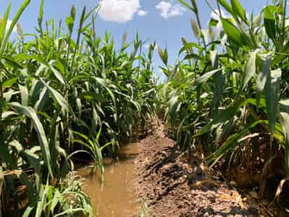 De las 53 mil hectáreas que se sembrarán en el ciclo agrícola, 27 mil 037 hectáreas corresponden a La Laguna de Durango.