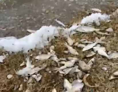 El animal se golpea al caer por la cortina de agua y ésta los arrastra sin vida posteriormente a las orillas. (ESPECIAL)