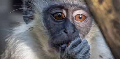 Los investigadores subrayan que sigue habiendo muchas diferencias entre estas estructuras similares a embriones y los blastocistos naturales. (EFE)