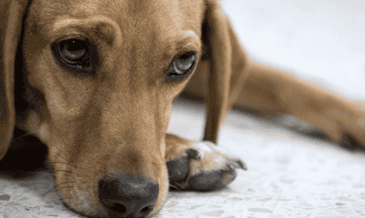 El sujeto es presunto responsable de delito contra los animales mediante actos de crueldad. (ESPECIAL)