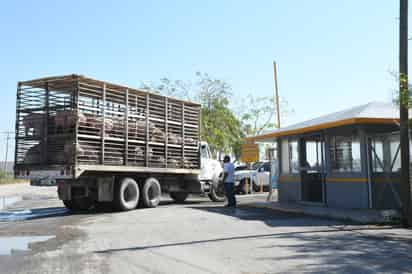 Ubres, pezuñas y otras partes ya no podrán ser extraídas de animales sacrificados en el Rastro de Torreón. (FERNANDO COMPEÁN)