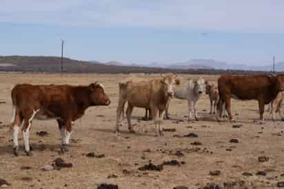 Se mantienen los mismos 36 municipios en sequía severa. (EL SIGLO DE TORREÓN)