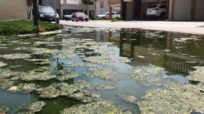 Las aguas negras han comenzado a brotar y se han acumulado en el área verde del sector residencial de Torreón. (FERNANDO COMPEÁN)