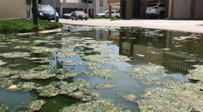 Brotan aguas negras de alcantarillas en fraccionamiento Puerta Real, se forma laguna pestilente. (FERNANDO COMPEÁN)