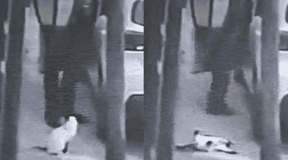 Ahora matan de un disparo a un gatito en Tlalnepantla y los hechos son captados en video