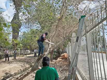 Después del retiro de árboles secos, se continuará con la reforestación en el parque. (CORTESÍA)