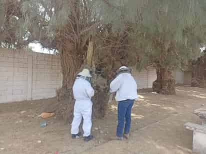 Coordinación Ambiental y Bomberos trabajan de forma coordinada para el rescate de las abejas.