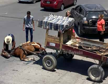 Caballo sufre golpe de calor en Gómez Palacio y se desmaya