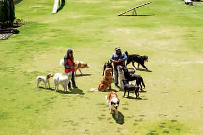 La lucha por declarar a los animales como seres sintientes ha crecido en los últimos años. (ARCHIVO)