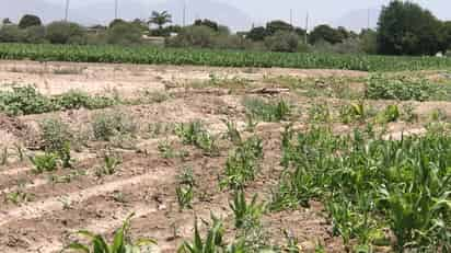 El diputado J. Carmen Fernández Padilla consideró que la política para el campo se está desmoronando. (EL SIGLO DE DURANGO