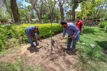 Concluyen trabajos de reforestación en plaza principal, parque Victoria y plazuela Benito Juárez. (CORTESÍA)