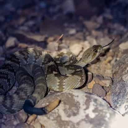 Estos reptiles suelen salir más de sus guaridas a partir de mayo, durante la temporada de calor. (EL SIGLO DE DURANGO)