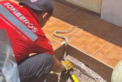 Una familia de la colonia Revolución reportó la presencia de una serpiente en su vivienda.