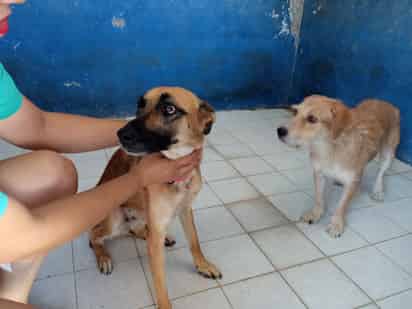La adopción es una buena alternativa ya que usualmente los animales en abandono, suelen ser sociables, leales y agradecidos.